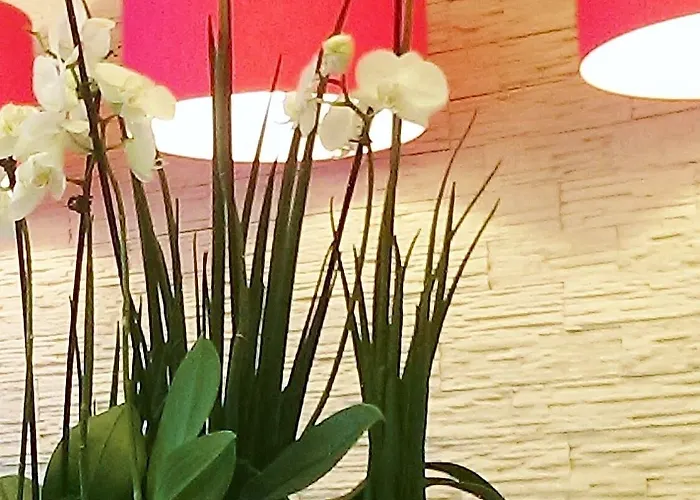 酒店 奥罗拉酒店 威斯巴登